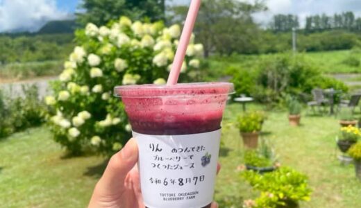 大山のふもとで時間無制限のブルーベリー狩り。摘んだブルーベリーでオリジナルジュースも｜鳥取県江府町
