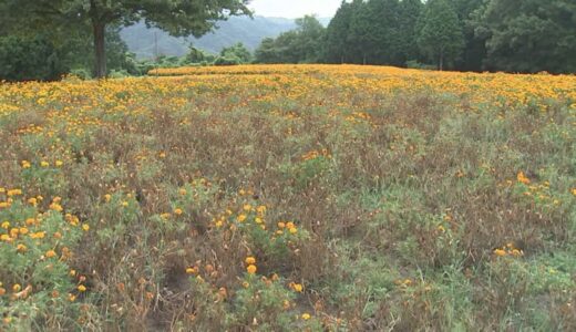 暑さで異変か　日本最大級フラワーパークで夏に人気…10万株「マリーゴールド」約３分の１が枯れてしまう　原因は高温多湿で誘発された「青枯病」