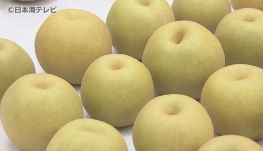 「最高の梨ができた、かつてないくらい甘い」　鳥取県オリジナルブランドの梨「新甘泉」の査定会