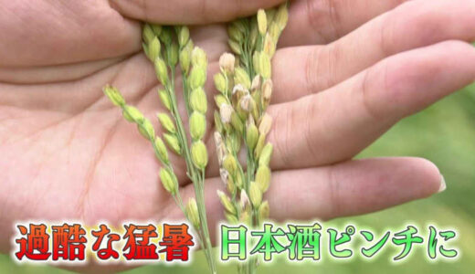 「日本酒」が絶体絶命の危機　 “高温障害”で酒米の99.9％受粉できず…さらに「カメムシ」大量発生で大打撃【島根発】