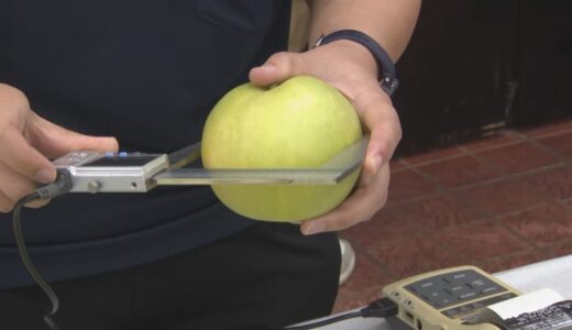 「おいしいです」　甘くて実も大きく　いよいよシーズンへ　二十世紀梨査定会