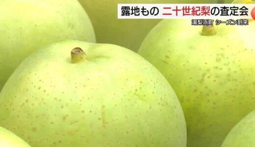 鳥取産「二十世紀梨」猛暑の恩恵？最高の甘さに！大量発生カメムシ被害で販売額に影響（湯梨浜町）