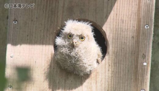 さまざまな野鳥を観察できる「八東ふる里の森」である異変…　例年はすでに子育てを終えている「コノハズク」が子育て真っ最中　1つの巣箱で4羽ものヒナがふ化　鳥取県