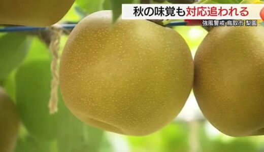29日接近見込みの台風10号に備え「防風ネット」設置　収穫期の梨農家で収穫スピードアップ（鳥取）