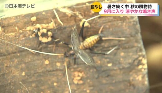 「まだ暑いですけどスズムシで涼めたら」　お客さんからもらい受けたスズムシが涼しげな音色奏でる　鳥取県米子市