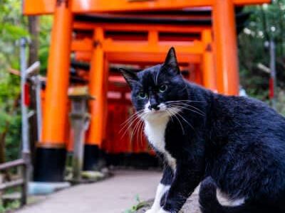 猫好きさんにはご利益が？『猫にまつわるパワースポット』4選！猫様のお力で運気アップ