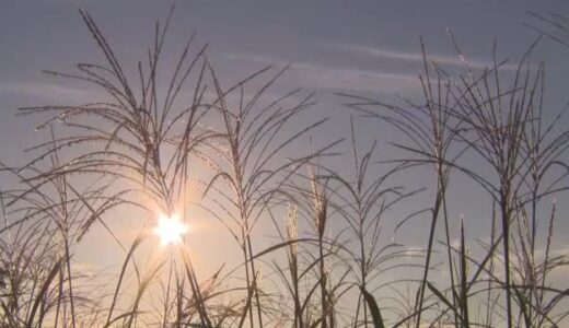 猛暑は続くも…県北・蒜山に“秋の足音”　岡山・鳥取県境の鬼女台ではススキの穂伸びる【岡山】