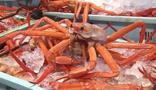 「ベニズワイガニ」最高値は7万900円！豊漁の滑り出しに境港に活気！日本海に秋の訪れ告げる