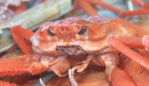 ベニズワイガニ水揚げ日本一　鳥取県境港で今シーズン初水揚げ・初競り
