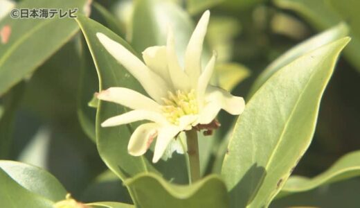 本来咲くのは4月から5月ごろ…　とっとり花回廊で春に咲く「シキミの花」が開花　猛暑の影響とみられるも原因は不明　鳥取県南部町