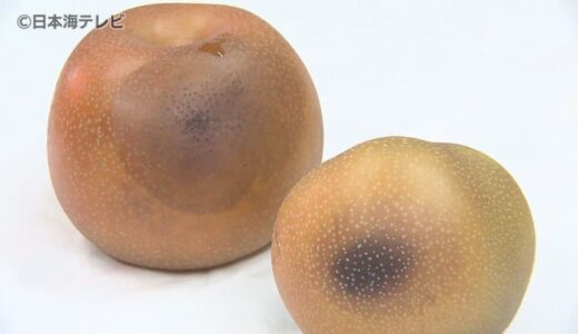 旬の味覚にも異変　「ちょっと異常ですもんね。普段通りになってほしい」　季節外れの暑さ　西日によって梨の一部が変色…　鳥取県鳥取市