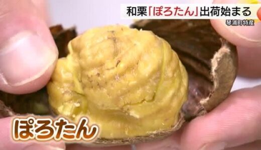 琴浦町特産の栗「ぽろたん」初出荷！猛暑で甘み増す…「栗ご飯や焼き栗で楽しんで！」（鳥取）