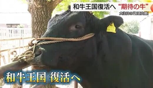 「和牛王国」鳥取の復活を！子牛価格はピークの半値に下落…カギは優秀な種雄牛！新たな「期待の牛」出現