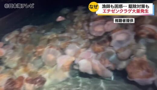 今年急増で「商売にならん」　網に入らないほどの巨大クラゲ「エチゼンクラゲ」の大量発生　日本海沿岸の各地で漁業に影響　年末ごろまでは日本海を漂うことが予想され冬の松葉ガニ漁への影響にも不安が　島根県