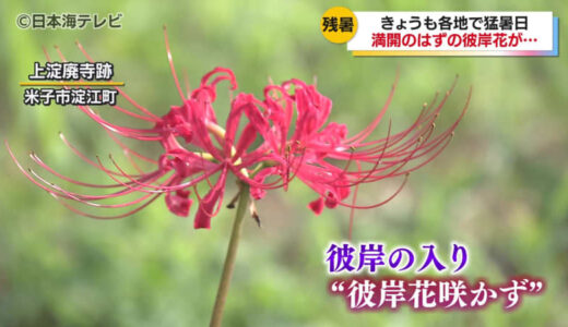 「暑さ寒さも彼岸まで」といわれますが…　連日の暑さで彼岸花の開花が遅れる　鳥取県米子市