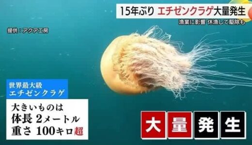 日本海で異変？15年ぶり「エチゼンクラゲ」大量発生　休漁して駆除作業…漁業に打撃（鳥取市）