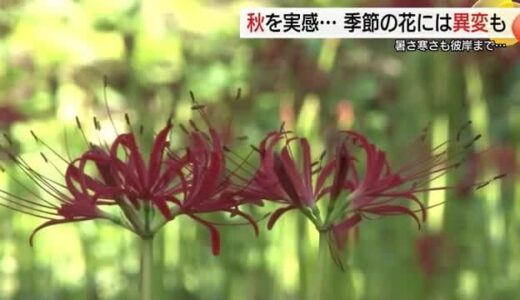「ヒガンバナも熱中症！？」猛暑で開花遅れ…イベントの人出にも影響　秋の気配はゆっくり（島根）
