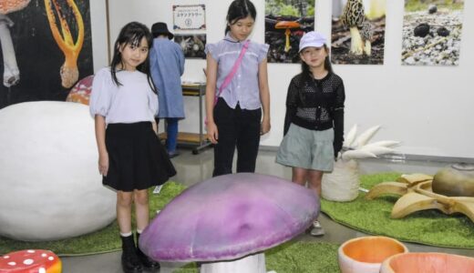 珍しいキノコを展示