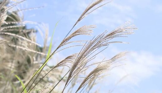 ようやく「秋」らしい気候に…　まるで黄金色の絨毯　国立公園大山で「ススキ」見ごろ