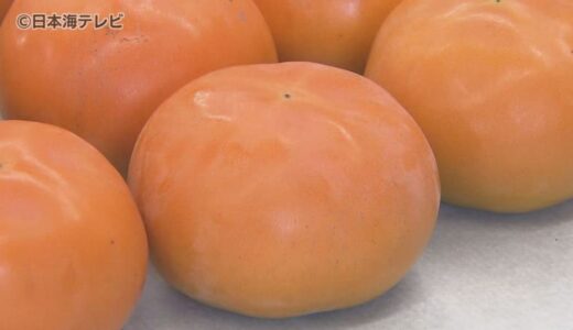 平均糖度が過去最高　鳥取県のオリジナル品種の柿「輝太郎」の査定会　猛暑の影響やカメムシの被害で収穫量は減少する見込み