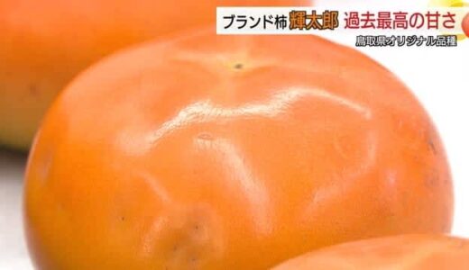 「マンゴーより安くてうまい」の声　鳥取県オリジナル品種の柿「輝太郎」が過去最高の出来に（鳥取）