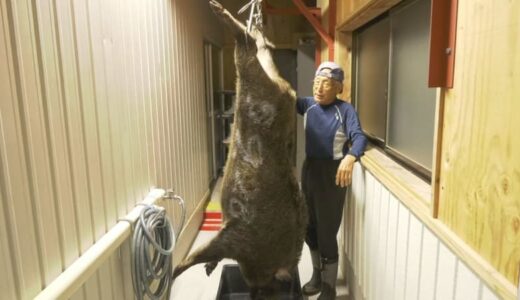 まさに「山の主」…「巨大イノシシ」捕獲に成功　体重140キロ・通常のイノシシの2倍以上、肉は400人前　「怖かった、カバかと思いました」