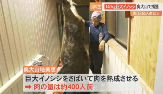 まさに「山の主」体重140キロ「巨大イノシシ」捕獲　実は2年前にも同じ場所で200キロ「巨大イノシシ」を捕獲していた