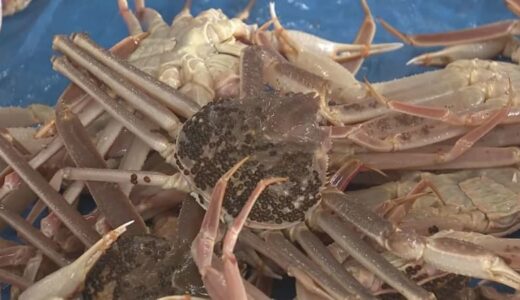 ズワイガニ漁　日本海側1府6県の「漁獲可能量」が昨シーズンより約300トン増加　鳥取県は49トン増加