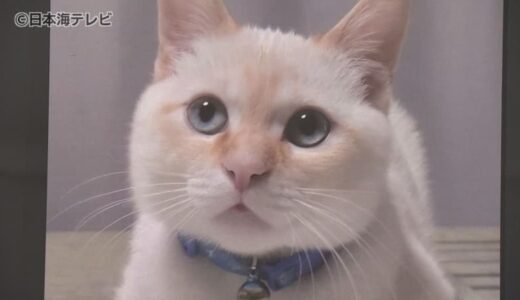 まん丸お目目の巨大なネコや躍動感あふれるトラなど　ネコ科動物を展示する企画展　日本初公開のはく製など約250点の実物標本などを展示　鳥取市