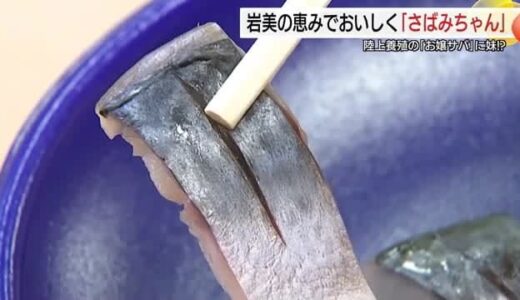アニサキスの心配なし！陸上養殖サバに新ブランド！「さばみちゃん」地域の宝エサにさらにおいしく（鳥取）