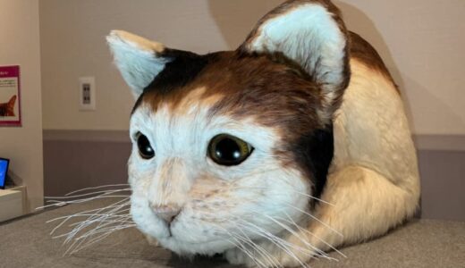 ネコだらけ！鳥取県立博物館の企画展「ネコ展」がスタート。ネコが可愛い理由に科学的に迫る！｜鳥取市