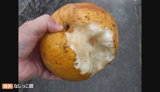 梨のテーマパークで事件…展示梨が何者かに食べられた　カメラに犯行の一部始終…意外な犯人とは？