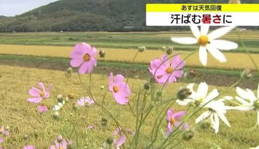 米子市でコスモス見ごろ　約40年前の「花いっぱい運動」契機に秋の田園風景彩る風物詩に（鳥取）