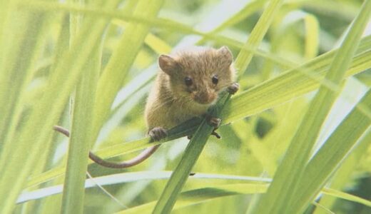 可愛すぎる「カヤネズミ」　すみか奪われ年々減少…レッドデータブック「絶滅危惧Ⅱ類」指定のところも　“日本一小さなネズミ”の生態とは？
