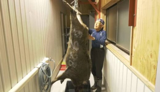 まさに山の主「巨大イノシシ」の味は…？　体重140キロ・通常のイノシシの約3倍　「イノシシ鍋」で食べてみた