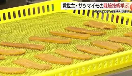 サツマイモをタジキスタンの救世主に…気候変動による干ばつでピンチ　研修者らが栽培技術習得へ鳥取訪問