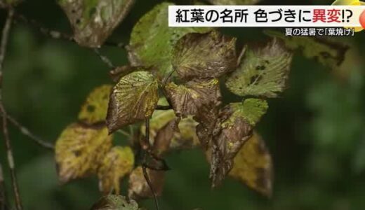 山陰有数の紅葉名所「大山」に異変…異例の猛暑が森にダメージ「葉焼け」一方で台風の影響なく期待も