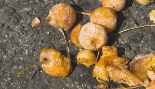 道端の「ギンナン」臭すぎる…なぜ？　実はヒトの排泄物に含まれる成分も　イチョウの生存戦略とは