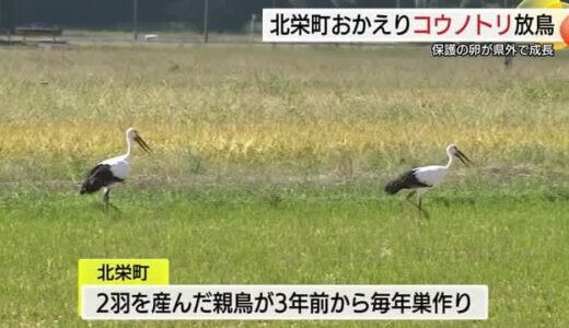高圧鉄塔の上で卵を保護　コウノトリがふるさとで巣立ち　大空へ（鳥取・北栄町）