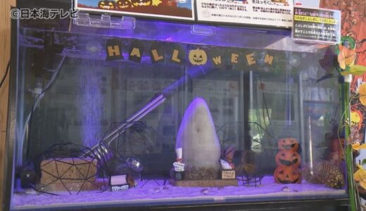 謎多き生物も展示…　今回テーマは「ハロウィンミステリー」　かにっこ館で月ごとに展示を変える水槽展示　鳥取県鳥取市
