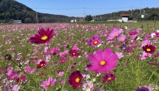【2024年最新版】鳥取県でコスモスが見られるスポットまとめ
