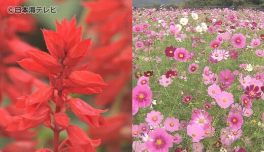 すっかり秋らしい季節に　真っ赤な「サルビア」やピンクや紫など色とりどりの「コスモス」が見頃　鳥取県南部町
