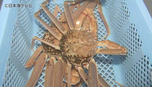 冬の味覚「ズワイガニ」漁獲可能量が決定　鳥取県は前年度より増加　漁の解禁は11月