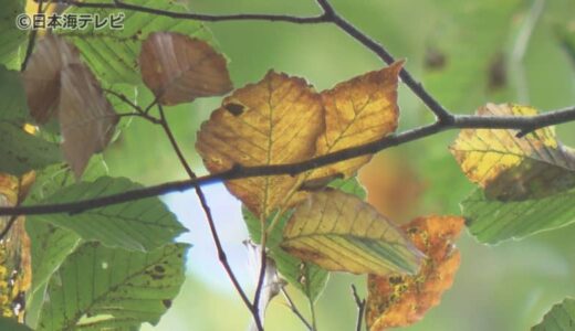ことしの猛暑が紅葉にも影響か　強い日差しにより葉が焼けて落ちてしまう部分も…　鳥取県八頭町