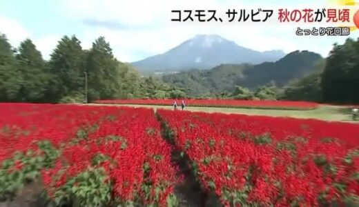 真っ赤なサルビアのじゅうたんと大山の絶景広がる秋のとっとり花回廊　猛暑の影響で「葉焼け」も…（鳥取）