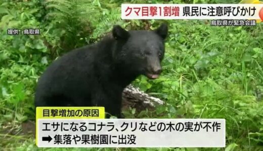 冬眠前に活発化…ツキノワグマ被害防止へ鳥取県が緊急会議　木の実不作で増加…約150件の目撃情報