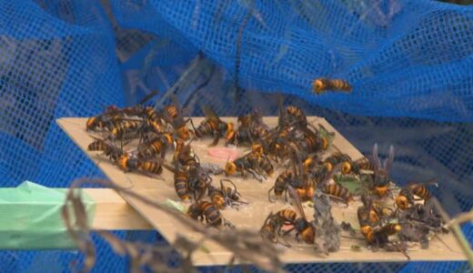 畑の草刈り中「オオスズメバチ」に刺された…地中にある巨大巣の駆除に密着「巣の中に来年の女王バチがいて、守ろうと攻撃的になっている」