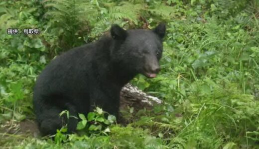 犬の散歩中の男性がツキノワグマに出くわし左太ももを引っ掻かれ軽傷　クマは逃走中（島根・浜田市）