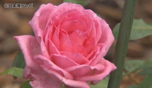 100品種500株の「バラ」が美しさを競い合う　とっとり花回廊で秋バラが見頃に　鳥取県南部町