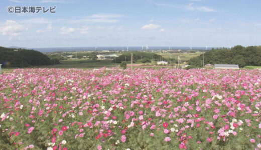 秋風に揺れるその光景はまさに”桃源郷”　コスモス畑が見頃を迎える　鳥取県大山町